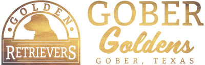 Gober Goldens